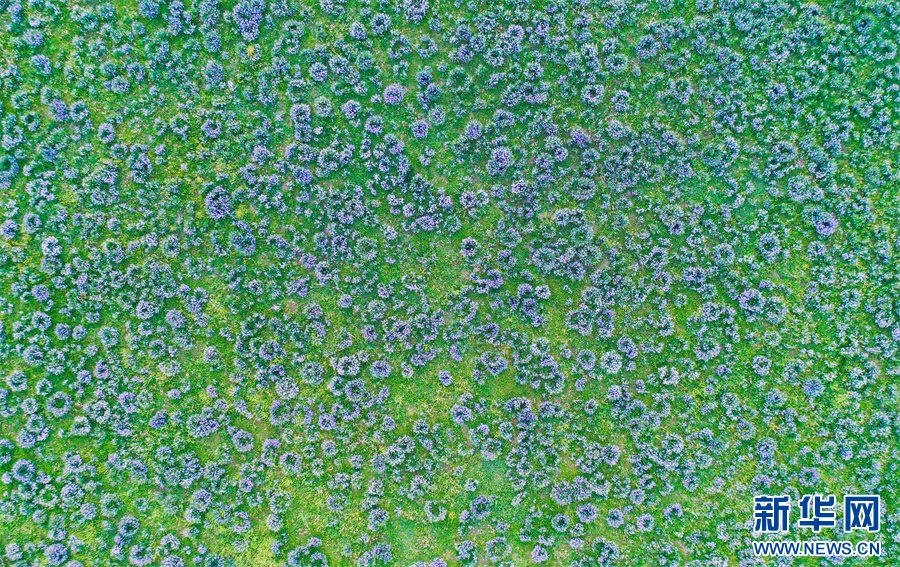 شينجيانغ في أوائل الصيف : بحر من زهور  مالان ذات اللون الأزرق البنفسجي