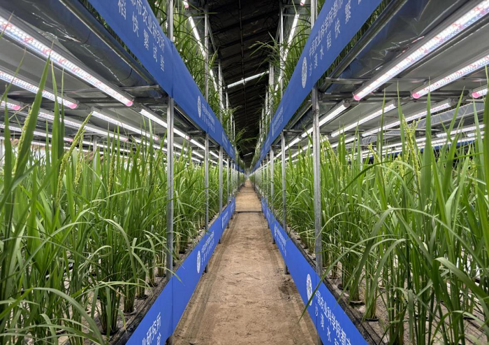 علماء صينيون ينجحون في إنتاج الأرز داخل البيوت الدفيئة الصحراوية خلال 60 يوم فقط