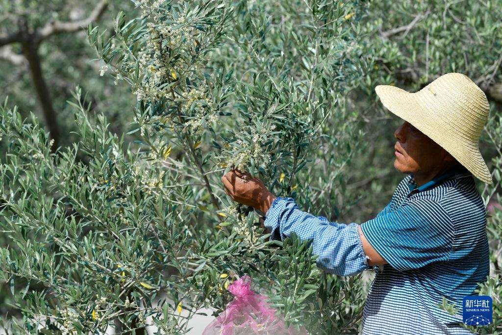 لونغنان، قانسو: دخول موسم تزهير أشجار الزيتون