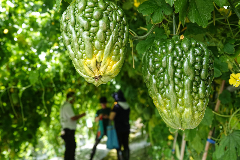 أكثر من 1600 نوع من الخضروات في مؤتمر الأنواع الجديدة بمقاطعة قوانغشي