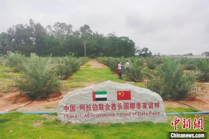  في إطار تعاون صيني عربي، غابات النخيل تزهر في هاينان