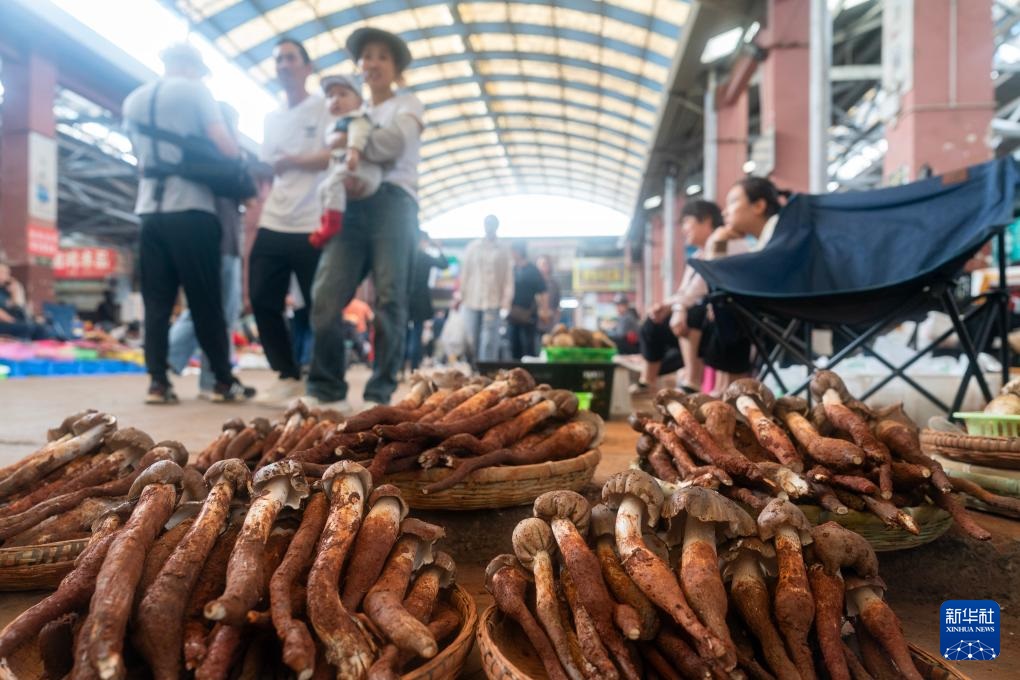 فطر يوننان البري بكميات كبيرة في السوق