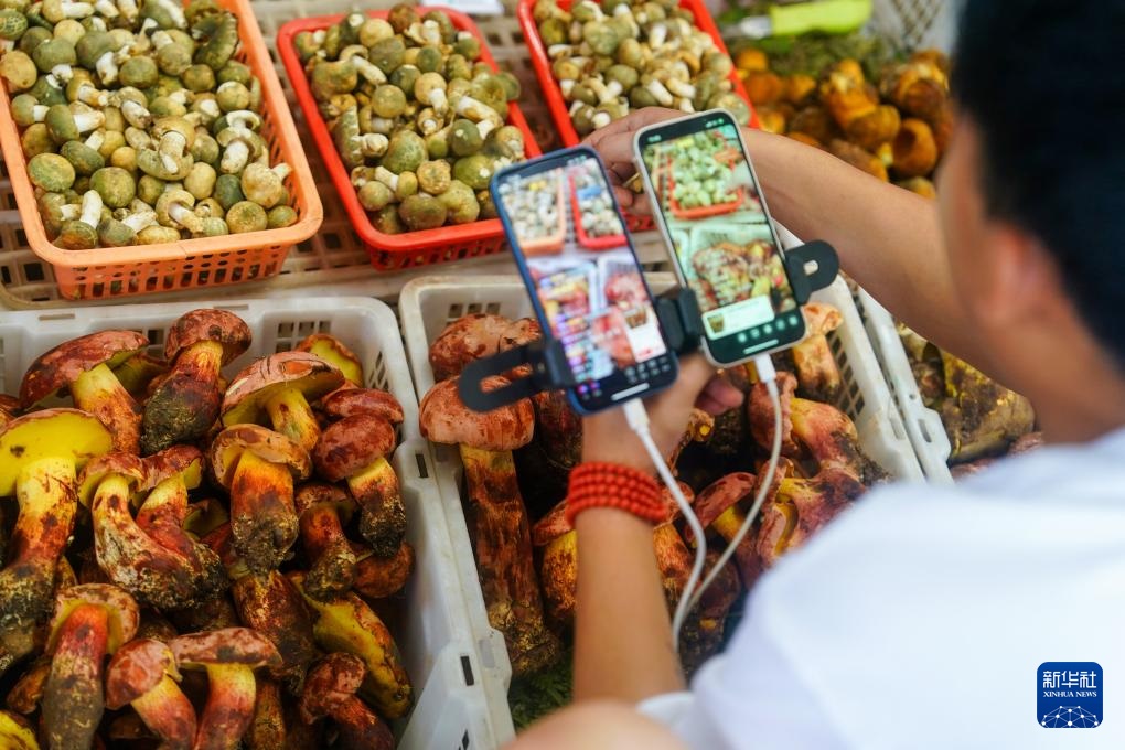 فطر يوننان البري بكميات كبيرة في السوق