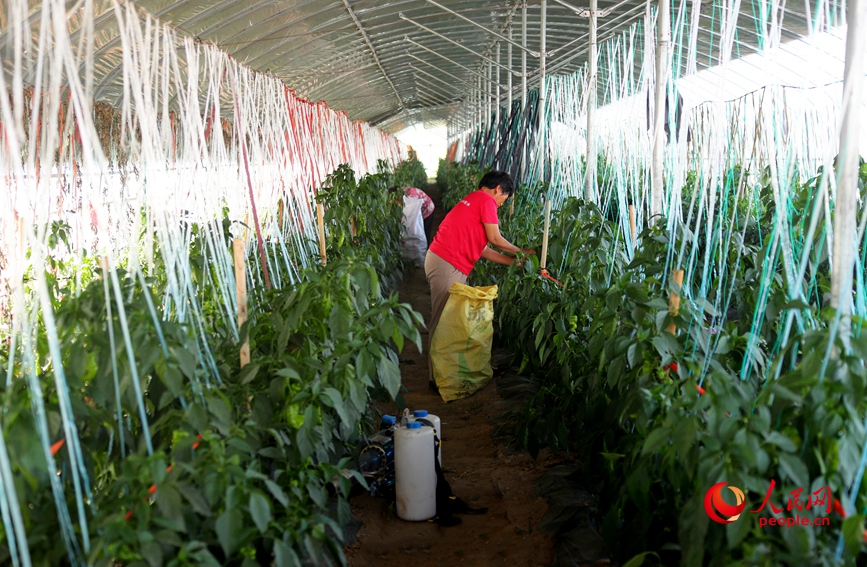 أكثر من 8 آلاف دفيئة خضروات في محافظة تشي لتنشيط الزراعة في أرياف خنان