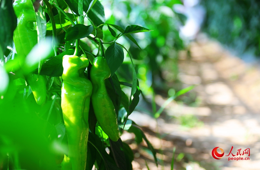 أكثر من 8 آلاف دفيئة خضروات في محافظة تشي لتنشيط الزراعة في أرياف خنان
