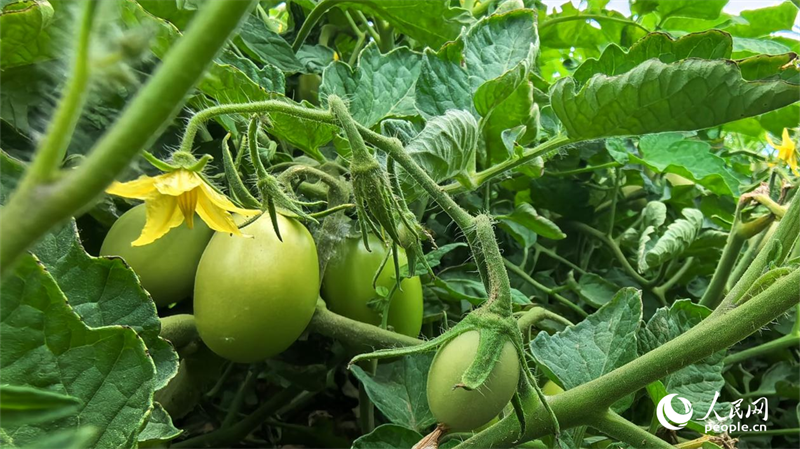 يونيو، الطماطم تنمو بشكل جيد في حقول بلدة أرليقونغ، من ولاية تشانغجي بشينجيانغ.