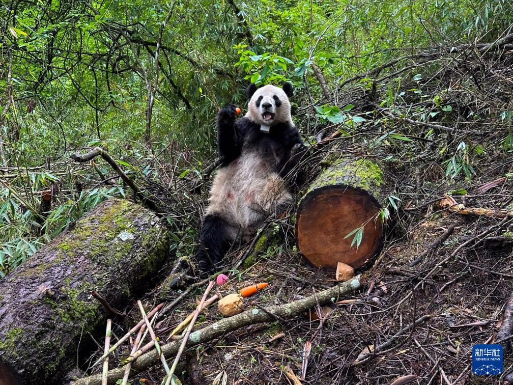 الصين تعيد المزيد من الباندا إلى البرية