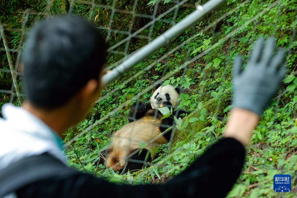 الصين تعيد المزيد من الباندا إلى البرية
