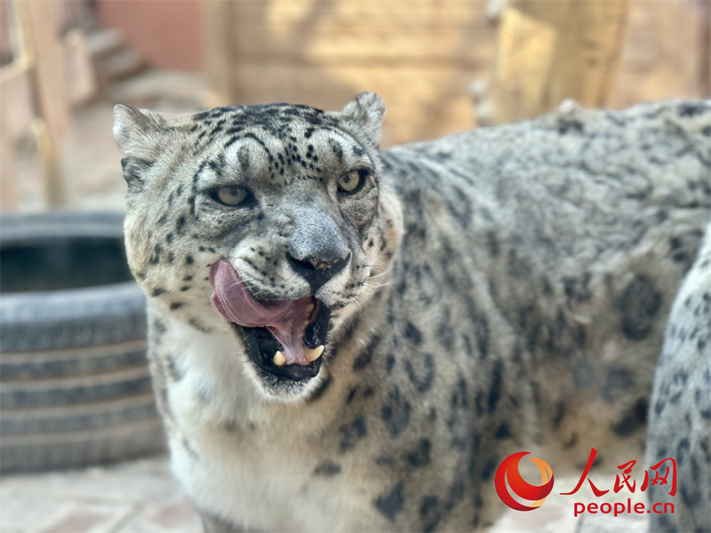 حديقة الحياة البرية بتشينغهاي تنقذ أكثر من 2000 حيوان