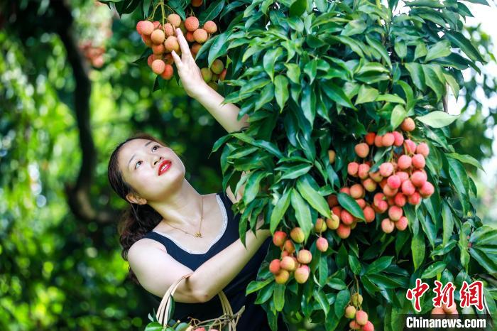 هيجيانغ تستعد لقطف 50 مليون طن فاكهة الليتشي هذا الصيف