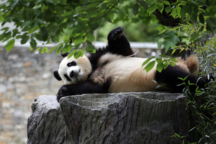 قاعدة صينية لحيوانات الباندا العملاقة تترقب المزيد من المواليد