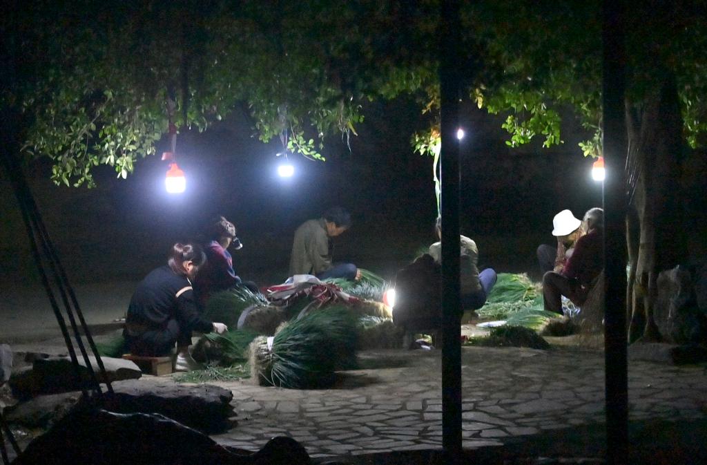 حصاد البصل الأخضر في منطقة قوانغشي الصينية