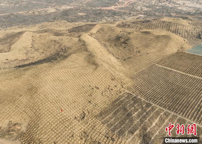 نينغشيا ومنغوليا الداخلية يتكاتفان لنسج مربعات عشبية تحبس الرمال في مو أوس