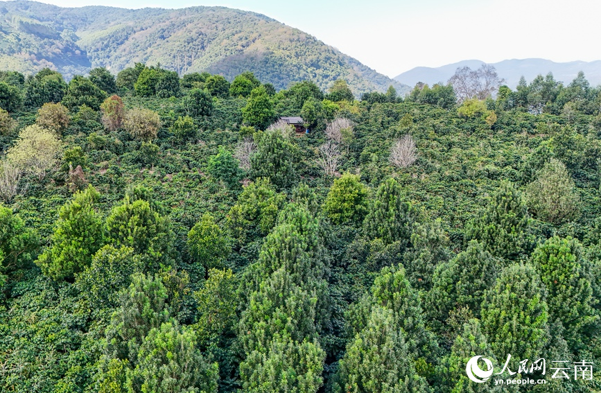 حقول البن الواسعة في منغليان تدخل موسم الحصاد وسط تفاؤل كبير بالمحصول