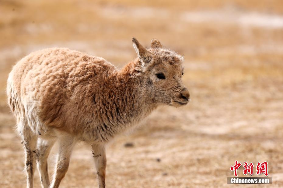 محمية هوه شيل بتشينغهاي تحمي الظباء التبتية 