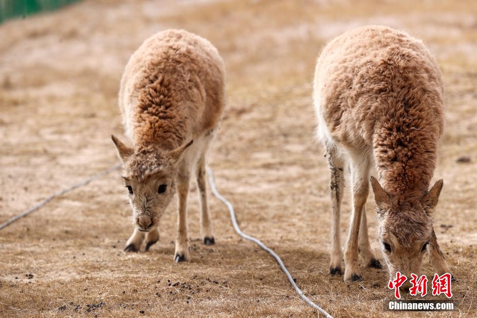 محمية هوه شيل بتشينغهاي تحمي الظباء التبتية 