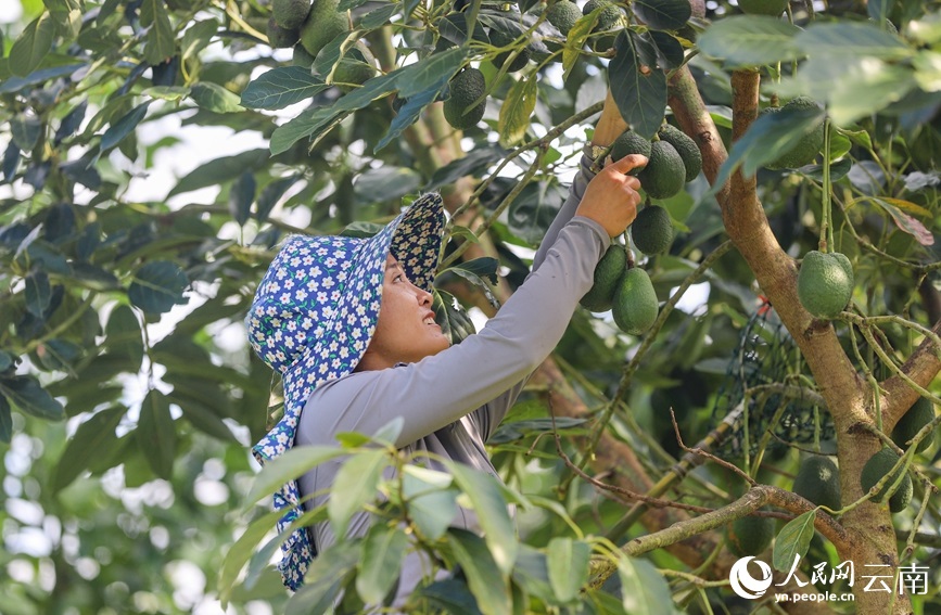 منغليان تنتج 80% من الأفوكادو في الصين