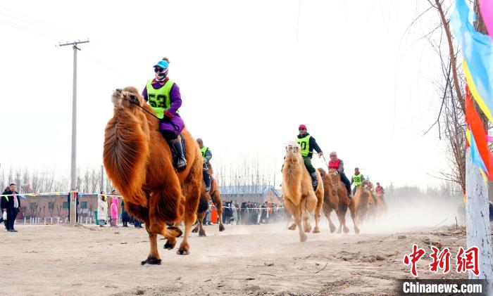 مدينة بايانور تستقبل العام الجديد بسباقات الهجن والخيول والسيّارات