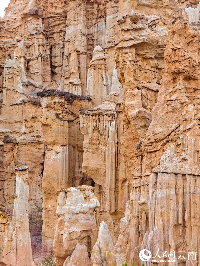غابات تولين، عالم خيالي نحتته أنامل الطبيعة