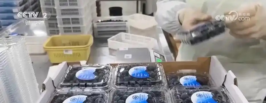التوت الأزرق في يوننان، يحقق أرقاما قياسية في الأسواق المحلية والأجنبية