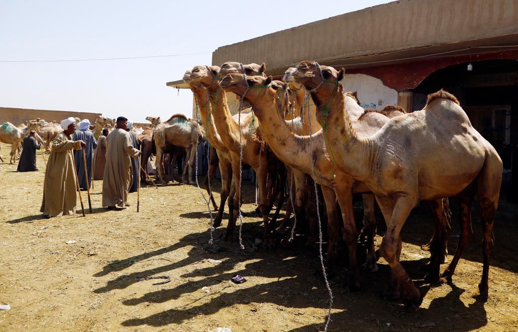 سوق برقاش للإبل في محافظة الجيزة بمصر