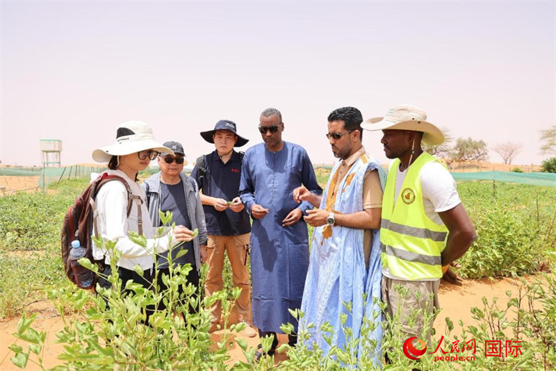 تقرير اخباري: الحديقة الصينية الأفريقية للتكنولوجيا الخضراء في موريتانيا .. نموذج جديد للتنمية الخضراء في أفريقيا