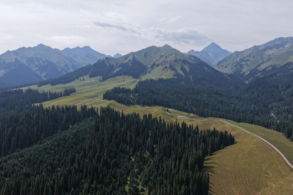 الصورة: مناظر خلابة لأشجار التنوب في منطقة شينجيانغ