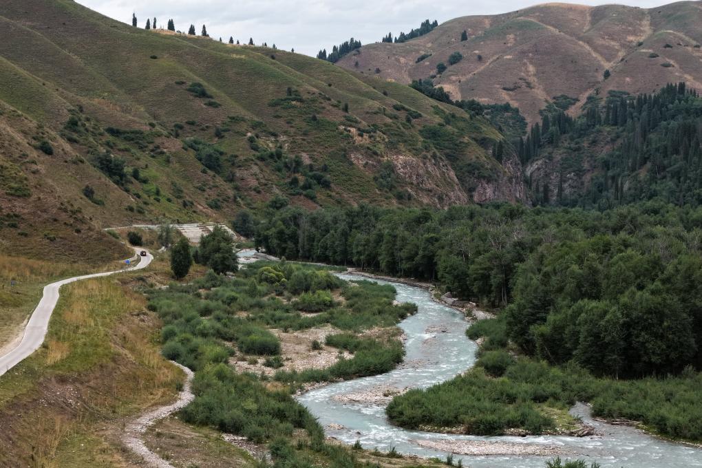 الصورة: مناظر خلابة لأشجار التنوب في منطقة شينجيانغ