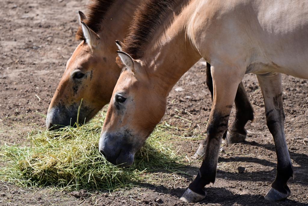 بعد أربعة عقود من جهود الحفظ... الصين تحتضن ثلث خيول برزوالسكي في العالم