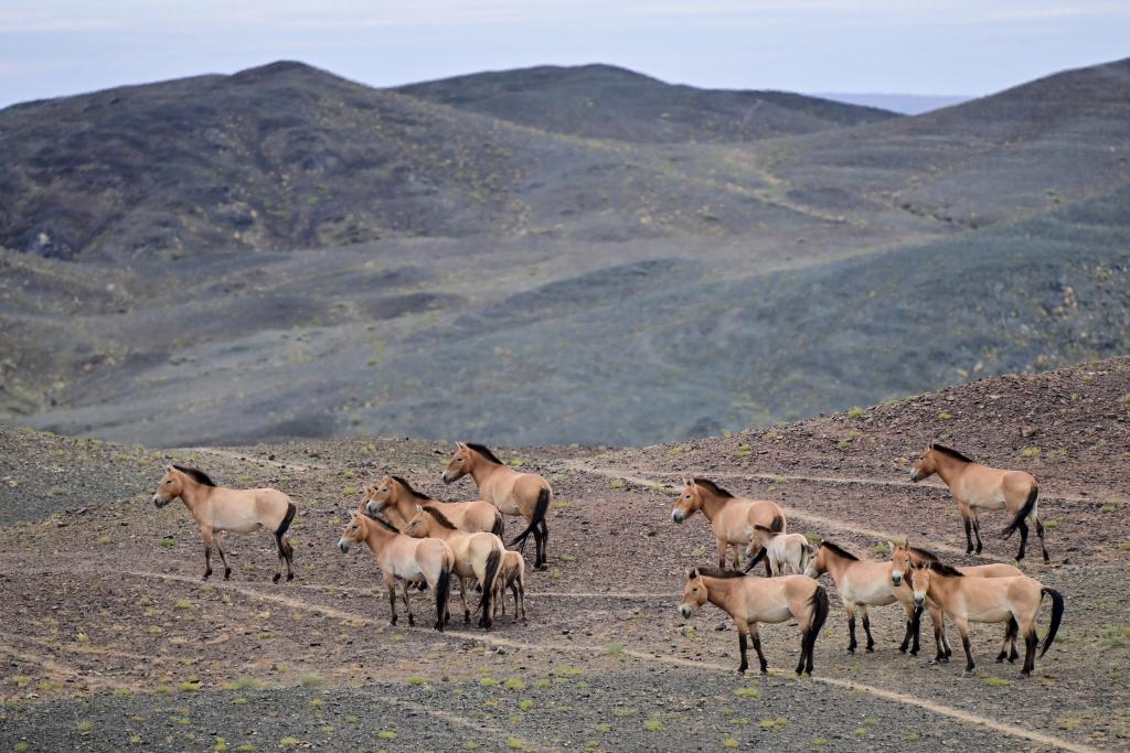 بعد أربعة عقود من جهود الحفظ... الصين تحتضن ثلث خيول برزوالسكي في العالم