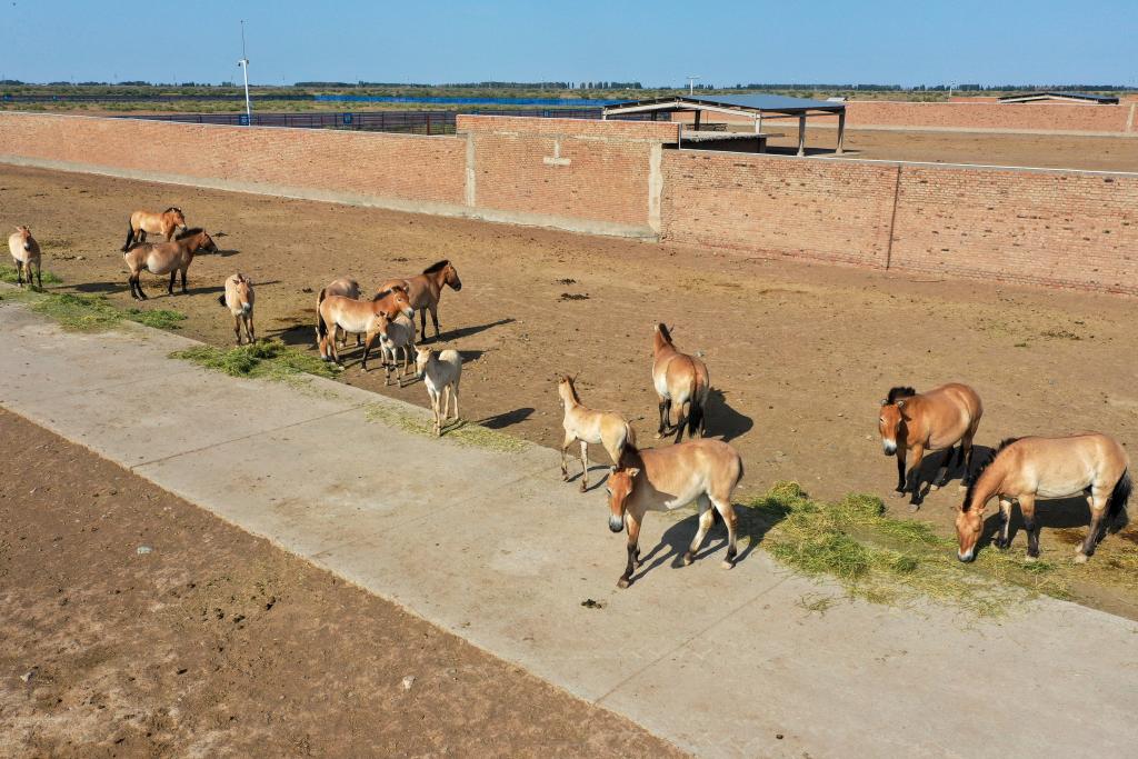 بعد أربعة عقود من جهود الحفظ... الصين تحتضن ثلث خيول برزوالسكي في العالم
