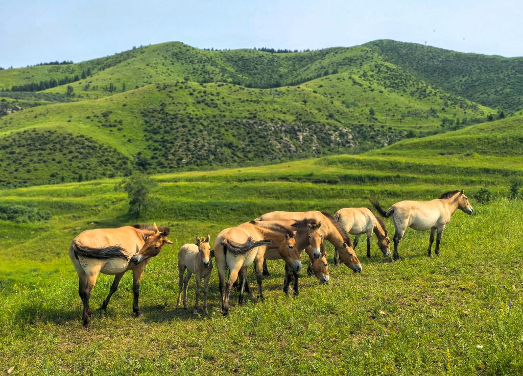 بعد أربعة عقود من جهود الحفظ... الصين تحتضن ثلث خيول برزوالسكي في العالم