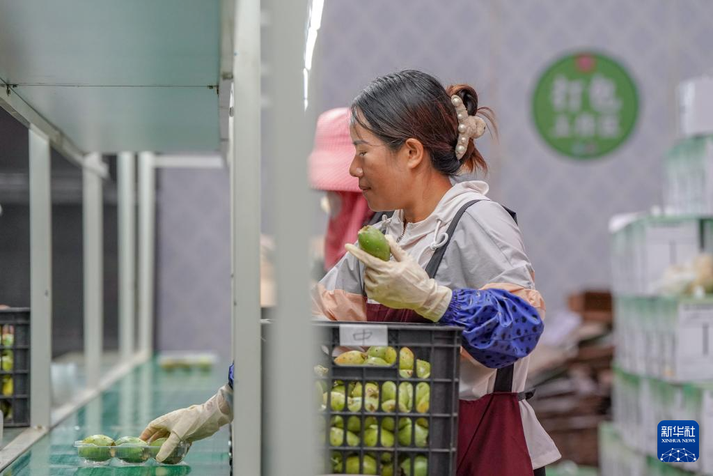 زراعة الصبار تعيد إحياء مناطق تشكو التصحر الصخري