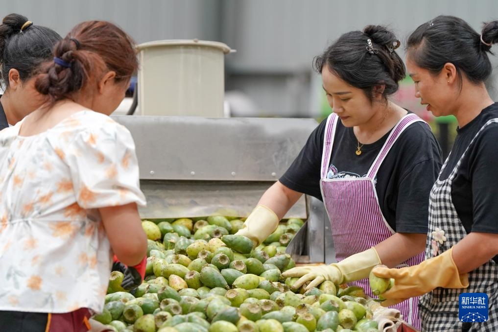 زراعة الصبار تعيد إحياء مناطق تشكو التصحر الصخري