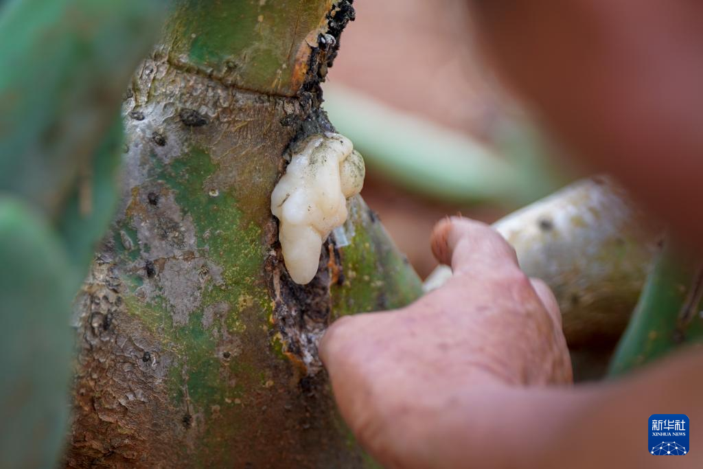 زراعة الصبار تعيد إحياء مناطق تشكو التصحر الصخري
