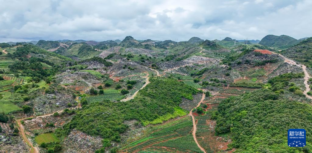 زراعة الصبار تعيد إحياء مناطق تشكو التصحر الصخري