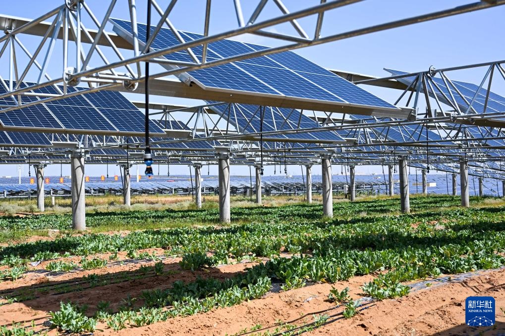 صناعة الطاقة الكهروضوئية تُسهم في بناء حاجز بيئي في صحراء كوبوكي