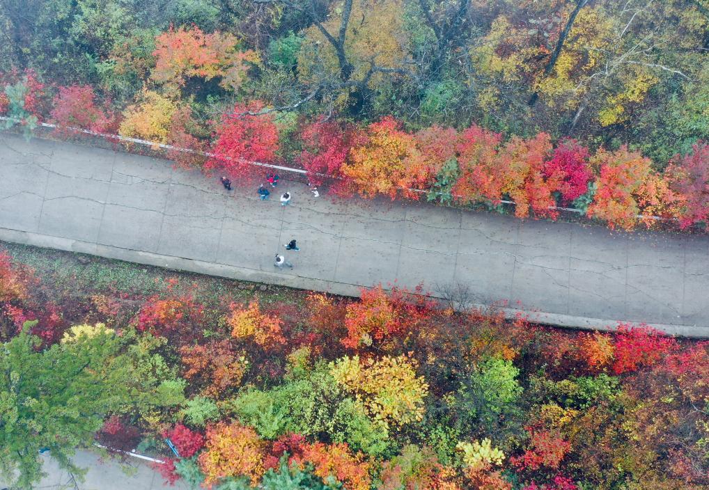 الصورة: مناظر خريفية خلابة في شمال شرقي الصين