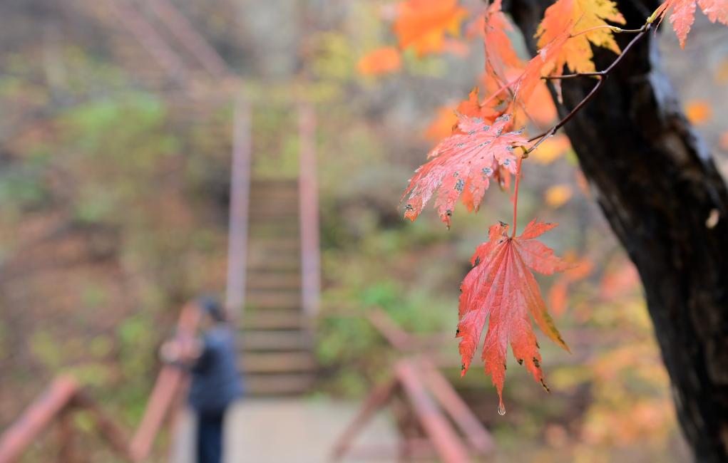 الصورة: مناظر خريفية خلابة في شمال شرقي الصين