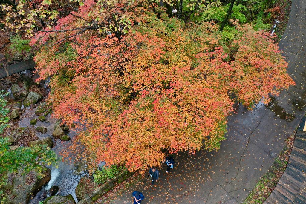 الصورة: مناظر خريفية خلابة في شمال شرقي الصين