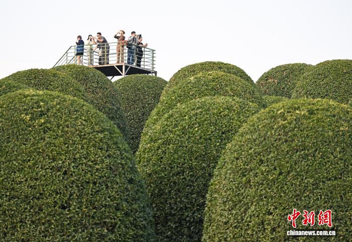 غابة الأوسمانثوس الكروية في هانغتشو... عالم خيالي يأسر الزوار