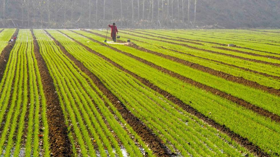 الصورة: زراعة القمح الشتوي في أنحاء الصين