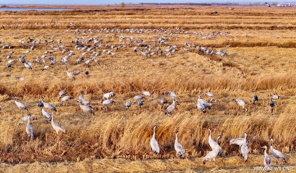 مناظر في حديقة للأراضي الرطبة بشمال غربي الصين