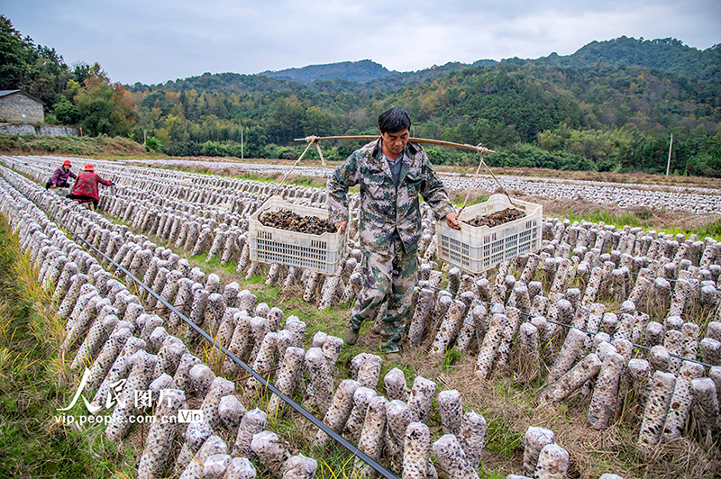 شينغان، جيانغشي: حصاد الفطر الأسود