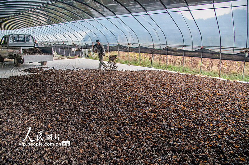 شينغان، جيانغشي: حصاد الفطر الأسود