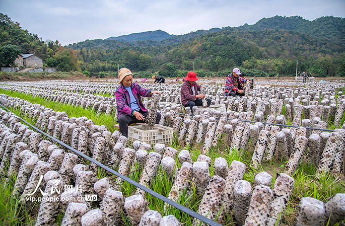 شينغان، جيانغشي: حصاد الفطر الأسود