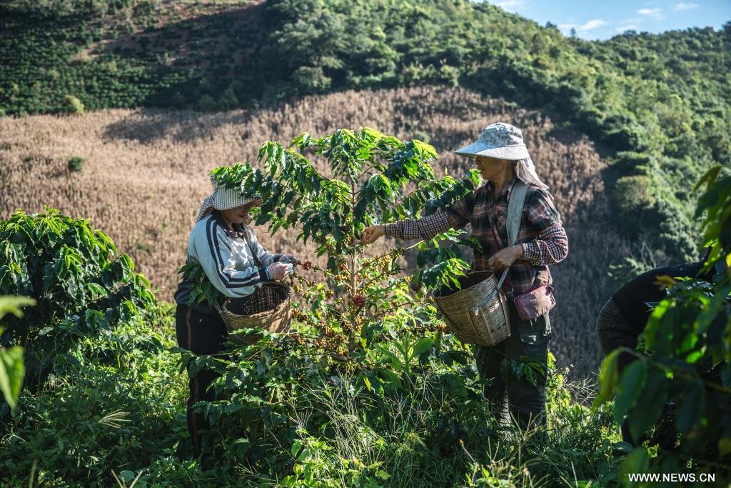 حصاد ثمار البن في جنوب غربي الصين