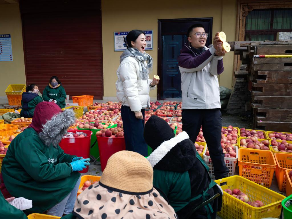 الصورة: زراعة التفاح تساعد على زيادة دخول المزارعين في جنوب غربي الصين