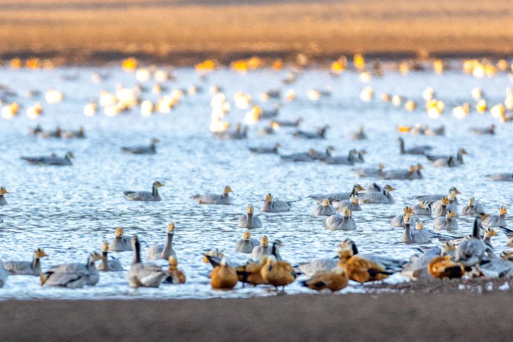 الصورة: طيور مهاجرة في محافظة لينتشو بجنوب غربي الصين