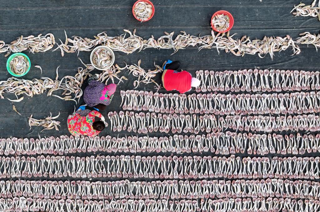 تجفيف المنتجات البحرية في شمالي الصين